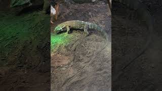 Curious blackthroated monitor lizard  this green light is so attractive I need to get closer [upl. by Gnex]