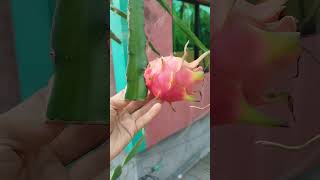 Season er last dragon fruit 🧡 [upl. by Tterab887]