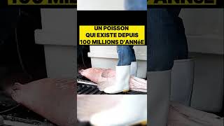 Un poisson qui existe depuis 100 millions dannéestreetcuisine food streetfood cuisine poisson [upl. by Nageam326]