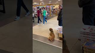 Roxy  8 Month Old Boxer  Off Leash K9 Training Phoenix [upl. by Ardnasella700]