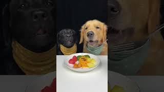 I Ate My Brother Goldens Noodles Labrador and Golden Oh My God It Smells So Good [upl. by Yuhas310]