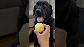 My Dog Loves Apple doglover lucky [upl. by Alekim]