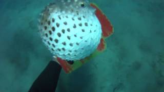 Diodon gonfle et hérisse ses piquants pour se protégerPuffer fish puffs up video [upl. by Rai]