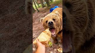 Funniest Bears Videos🐻 Polar Bear  Baby Bear  Funny Animals shorts bear funnybear [upl. by Giorgio138]