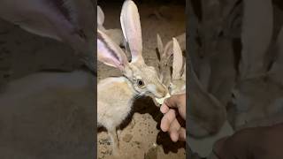 Wild Tailed Jackrabbit shorts animals pets [upl. by Bergess285]