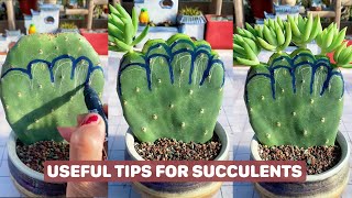 Useful Tips for Your Succulents  Part 17  多肉植物  다육이들  Suculentas [upl. by Farro]