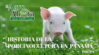 Agro Historia de la Porcinocultura en Panamá Parte 1 [upl. by Aihsak806]