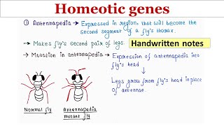 Homeotic gene  Handwritten notes [upl. by Marka]