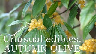 Unusual edibles Autumn olive Amber [upl. by Aretse625]