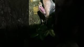 Tough night bluetick puppy bluetickcoonhound coonhunting [upl. by Schwinn]