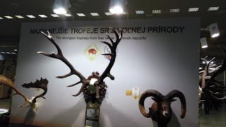 NAJSILNEJŠIE trofeje SR z voľnej prírody  Poľovnícka výstava Agrokomplex 2022 Exhibition of antlers [upl. by Alikat]