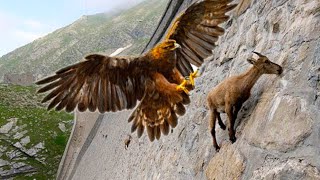 15 Most Deadly Eagle Attacks In The World [upl. by Atiseret853]