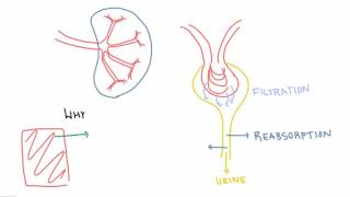 Why do our kidneys filter so much [upl. by Sarina]