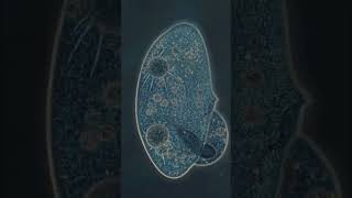 Beautiful cell death cancer immunity microscope bacteria interesting facts biology science [upl. by Aztiley]