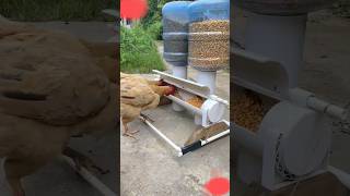 DIY Autocratic Chicken Feeder 0008 backyardchickens [upl. by Julianna]