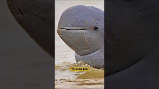 Irrawaddy Dolphin facts shorts sealifefacts seacreature [upl. by Stclair]