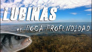 PESCA DE LUBINAS 💥💥💥 Pesca en el DELTA DEL EBROSeñuelos para LUBINA 🎣🎣🎣 [upl. by Hamimej]