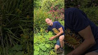 Ladies Mantle alchemilla mollis herbs gardening permaculture adventure explore outdoors [upl. by Eibmab104]