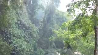 Siamang gibbon singing in rainforest Malaysia [upl. by Claudie]