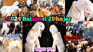 January 1 2024 Balaheri bakra mandi latest update 21hajar 3500 सौ 10000 हजार zkd [upl. by Lily]