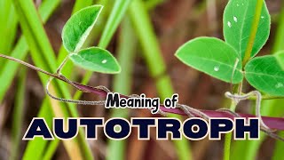 What is the meaning of Autotroph [upl. by Belford]