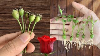 Surprise Rose fruit can also be propagated this way [upl. by Ingeborg351]