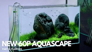 New 60P Aquascape Part 2  Planting [upl. by Natika]