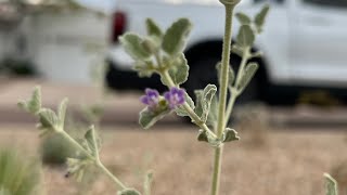 AZ Plant Reviews  Desert Lavender Hyptis emoryi [upl. by Ginsberg]