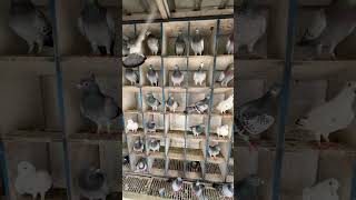 Getting ready for the racepigeon pigeonfan bird kabootar racingpigeons pigeonracing kalapati [upl. by Conlen]