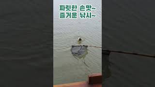 안성 장계낚시터 쵸친 도로로세트 히트히트 Freshwater Fishing Rice Cake Fish Hit Hit [upl. by Ennayk]