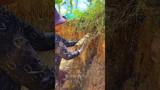 Clearing Blocked Pipes Unclogging Strategies for Drains clogged satisfying unclog shorts video [upl. by Attennod]