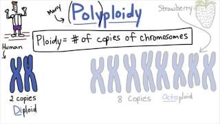 Polyploidy  Tales from the Genome [upl. by Innob]