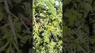 Its Acacia nilotica Babool🌿🌿🎋🎋🌳🌳 nature farming trees Babool Acacia nilotica greenery [upl. by Mayce]