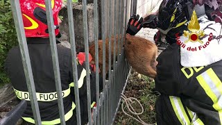 Capriolo incastrato in una cancellata i vigili del fuoco lo salvano [upl. by Anavi]