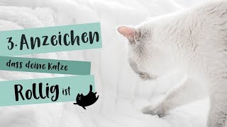 3 Anzeichen für eine rollige Katze 🐱🐱🐱 [upl. by Llenyr]