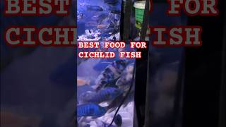 BEST FOOD FOR CICHLID FISHESmalawicichlidsouthafricancichlidaquariumfishaquariumfishfoodpet [upl. by Repsaj]