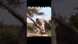 explore film france filmcomplet leroilion movie [upl. by Pavla906]