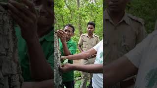 Water Extraction from Asan Tree Terminalia tomentosa in karlapat sanctuary Range [upl. by Micheal]