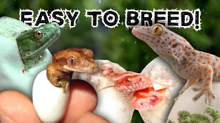 7 Easiest Reptiles To Breed For Beginners [upl. by Torosian]