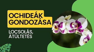 Orchidea gondozása átültetése és locsolása  LetsLeaf Oázis [upl. by Yelrah]