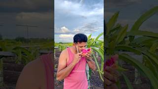 Dragon Fruit मध्ये नाक खुपसा लोकांच्या प्रॉब्लम मध्ये नाही…😜 ravirajsabalepatil dragonfruit [upl. by Eislrahc]