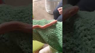 love cornsnake reptiles pets [upl. by Nuriel]