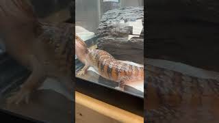 Amazing Northern Blue Tongued Skink [upl. by Eladnor547]