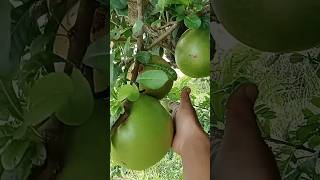 pick calabash fruit coconutcutting fruit coconut cuttingskills calabashsatisfyingfruitcutting [upl. by Ococ]