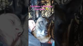 Un bisou contre des friandises 😅 nomade chien malinois [upl. by Wertz]