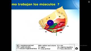 03 Disfunciones del Piso Pélvico Teoría Integral II CIPP HNAL 180924 [upl. by Toland223]