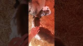 The farm animal petting Zoo in Pumpkin Patch of OC Fair Event center California 10122024 shorts [upl. by Rj]