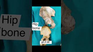 Hip bone anatomy youtubeshorts [upl. by Nuawaj714]