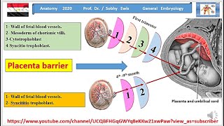 ‫Placental barrier [upl. by Rasaec]