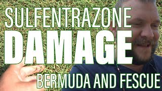 How Does SulfentrazoneDismiss Affect Fescue and Bermuda in the Summer [upl. by Enyaz853]